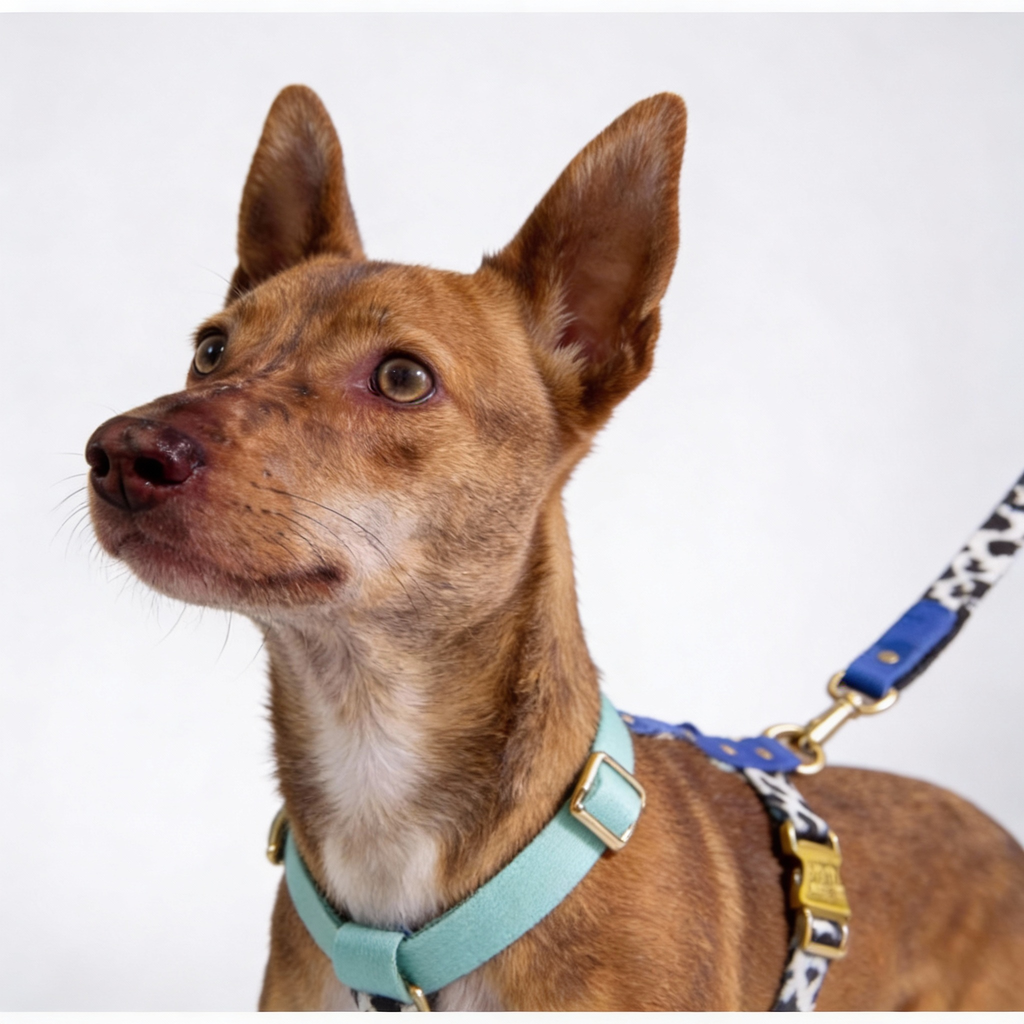 Hundegeschirr Blueberry